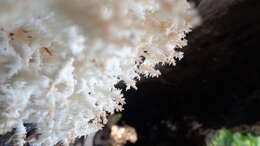 Hericium coralloides (Scop.) Pers. 1794 resmi