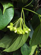 Image of Marsdenia volubilis (L. fil.) Cooke