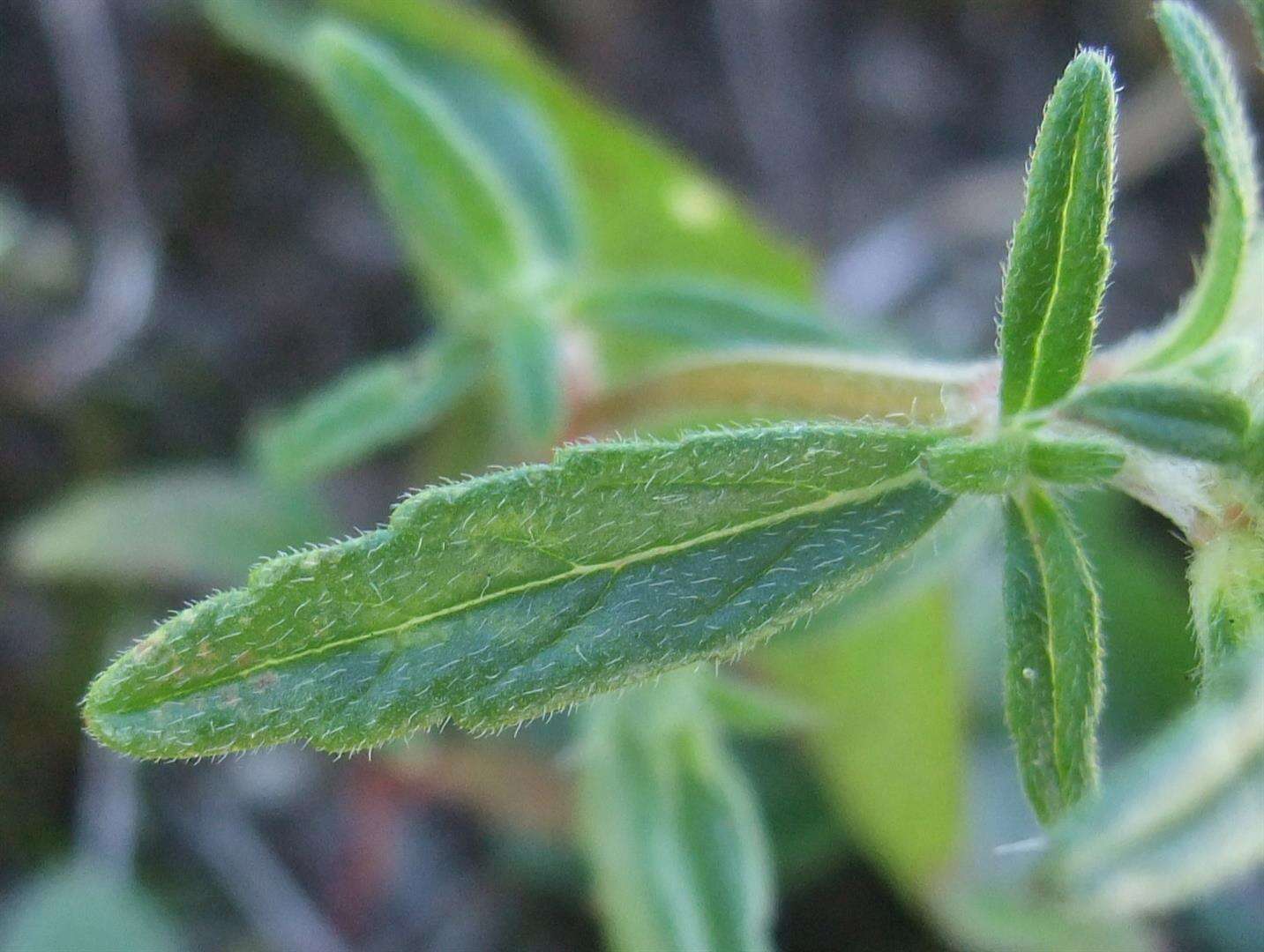 Image of Red hemp-nettle