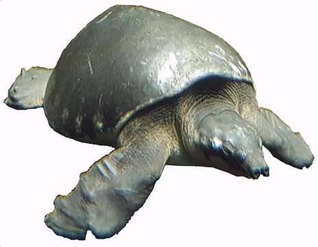 Image of Pig-nosed Turtles