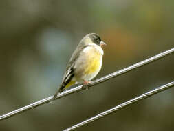 Image of Black-headed Greenfinch