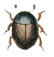 Image of Sphaerosoma