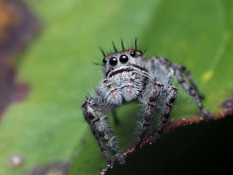 Image of Phidippus putnami (Peckham & Peckham 1883)