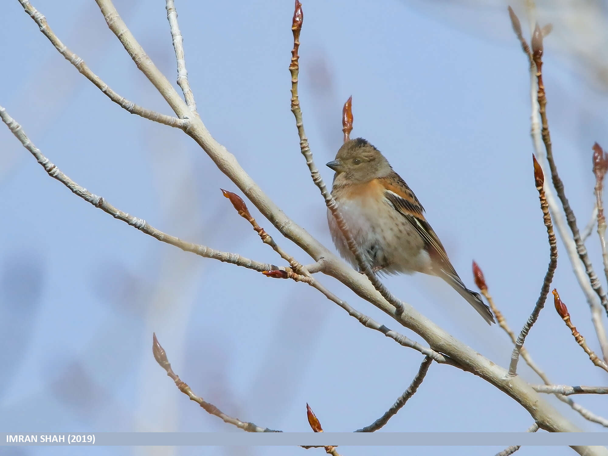 Image of Brambling