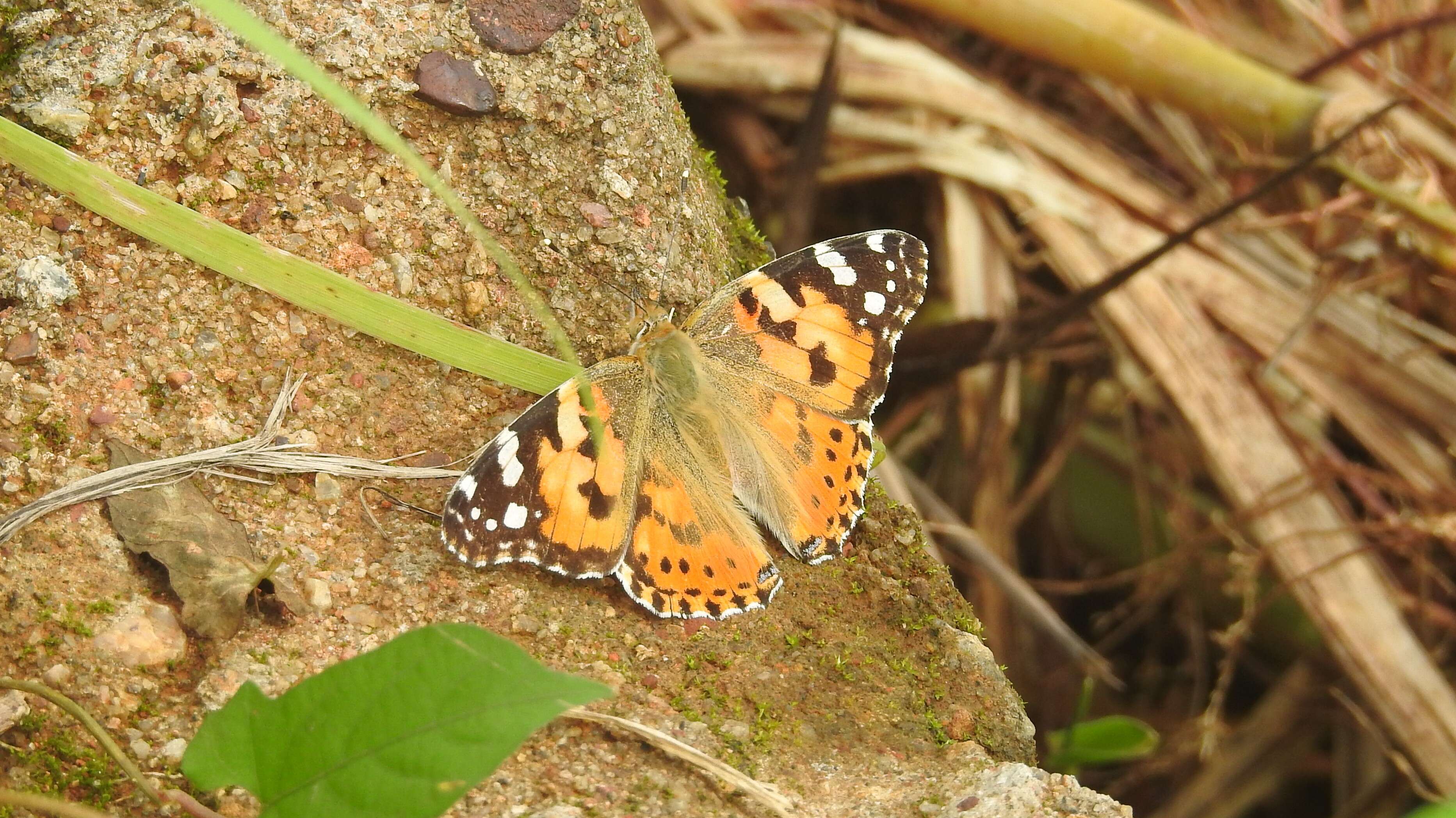 Image of Vanessa cardui