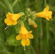 Plancia ëd Mimulus