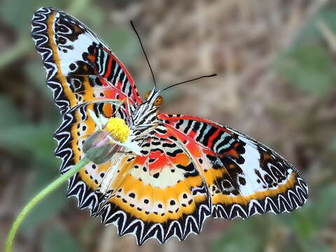 Image of Cethosia cyane Drury 1770