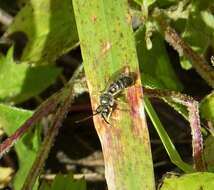 Image of Halictus tumulorum (Linnaeus 1758)