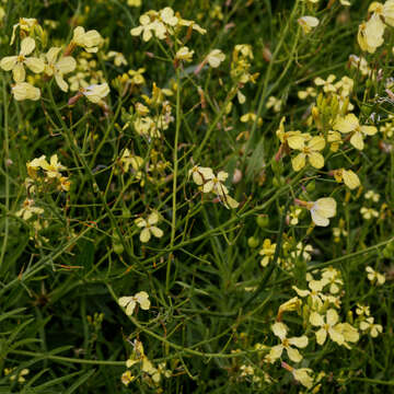 Image of wild radish