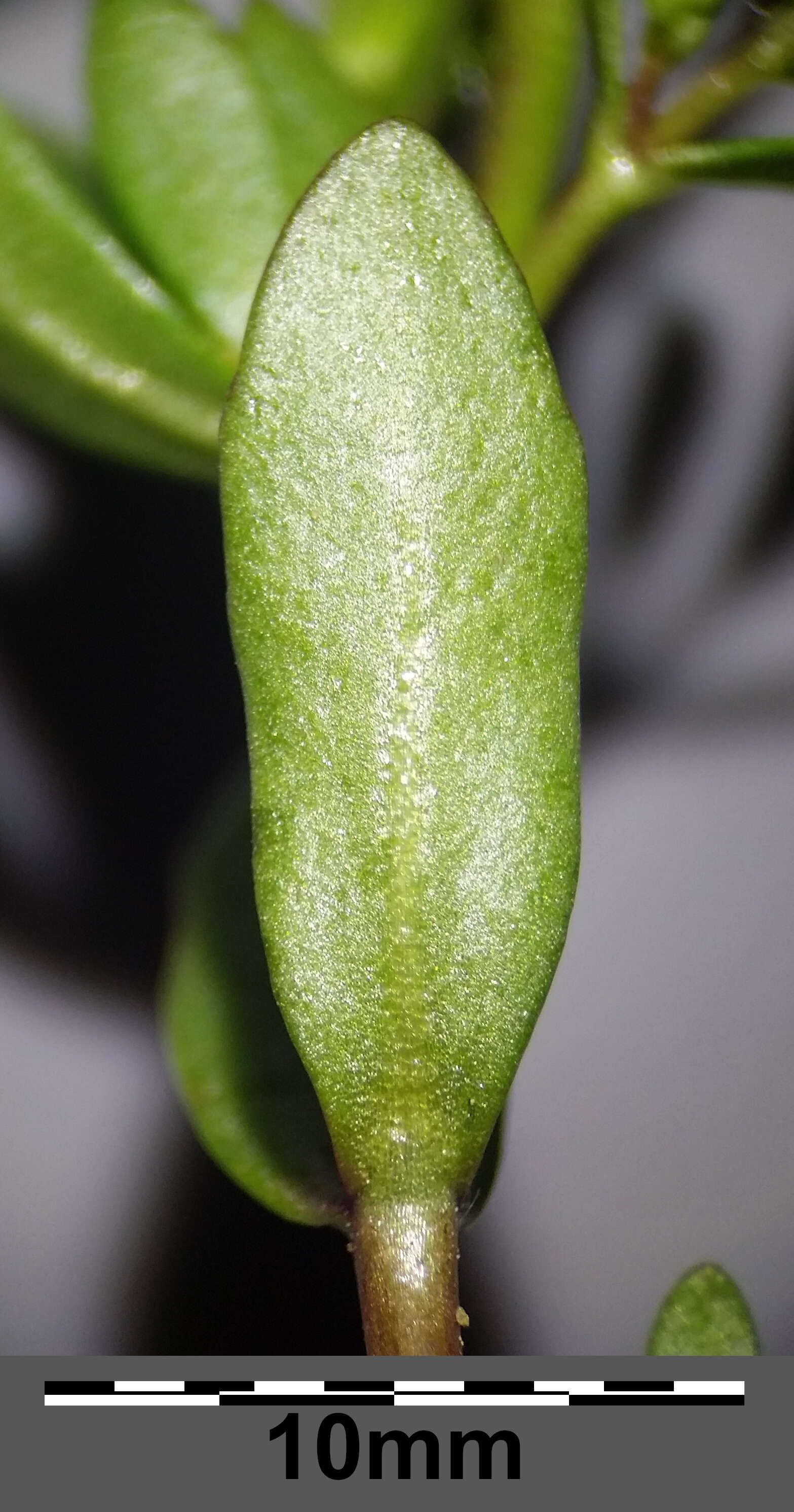 Image of american speedwell