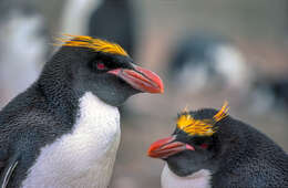 Image of Macaroni Penguin