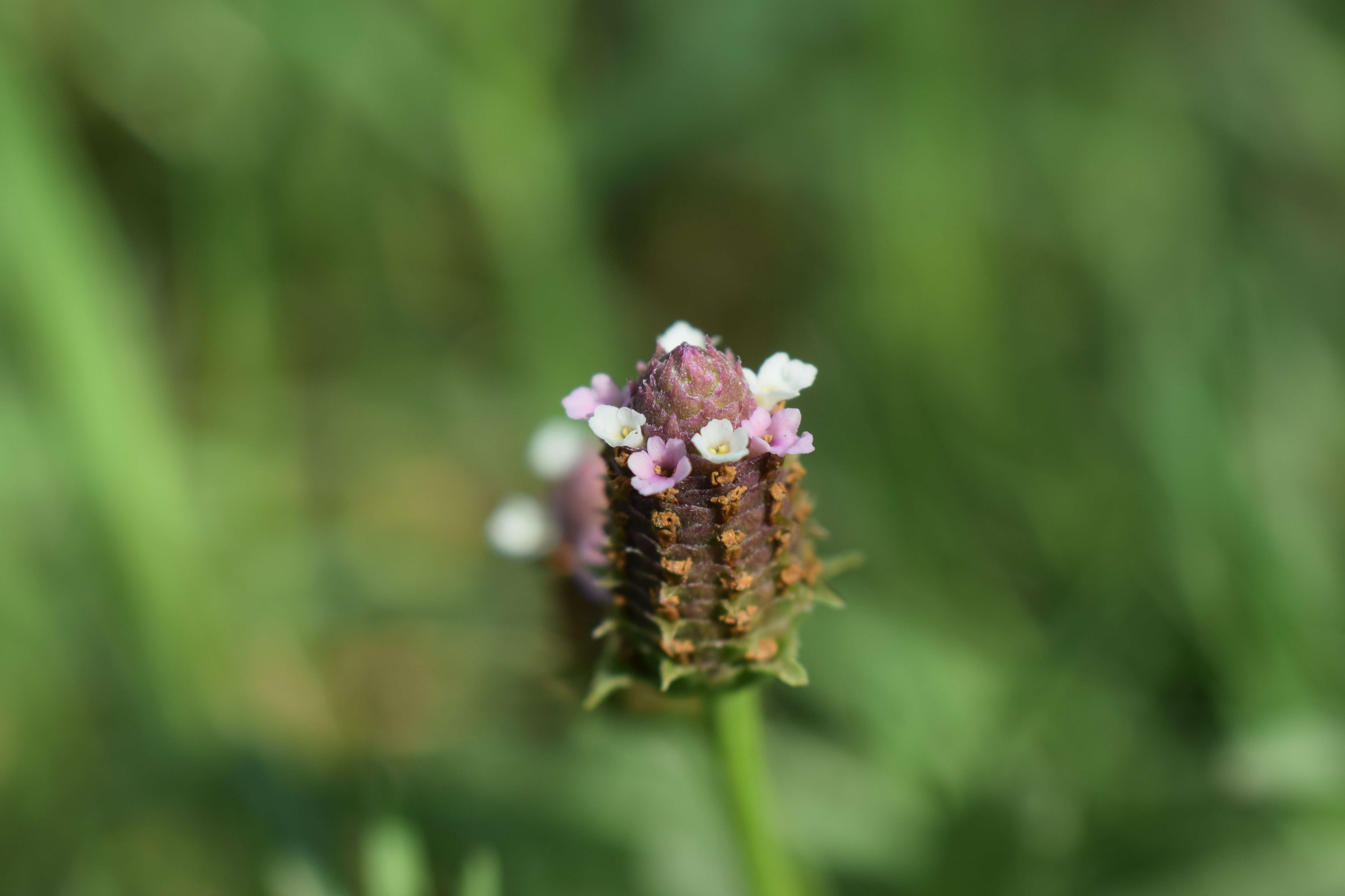 Plancia ëd Phyla nodiflora (L.) Greene