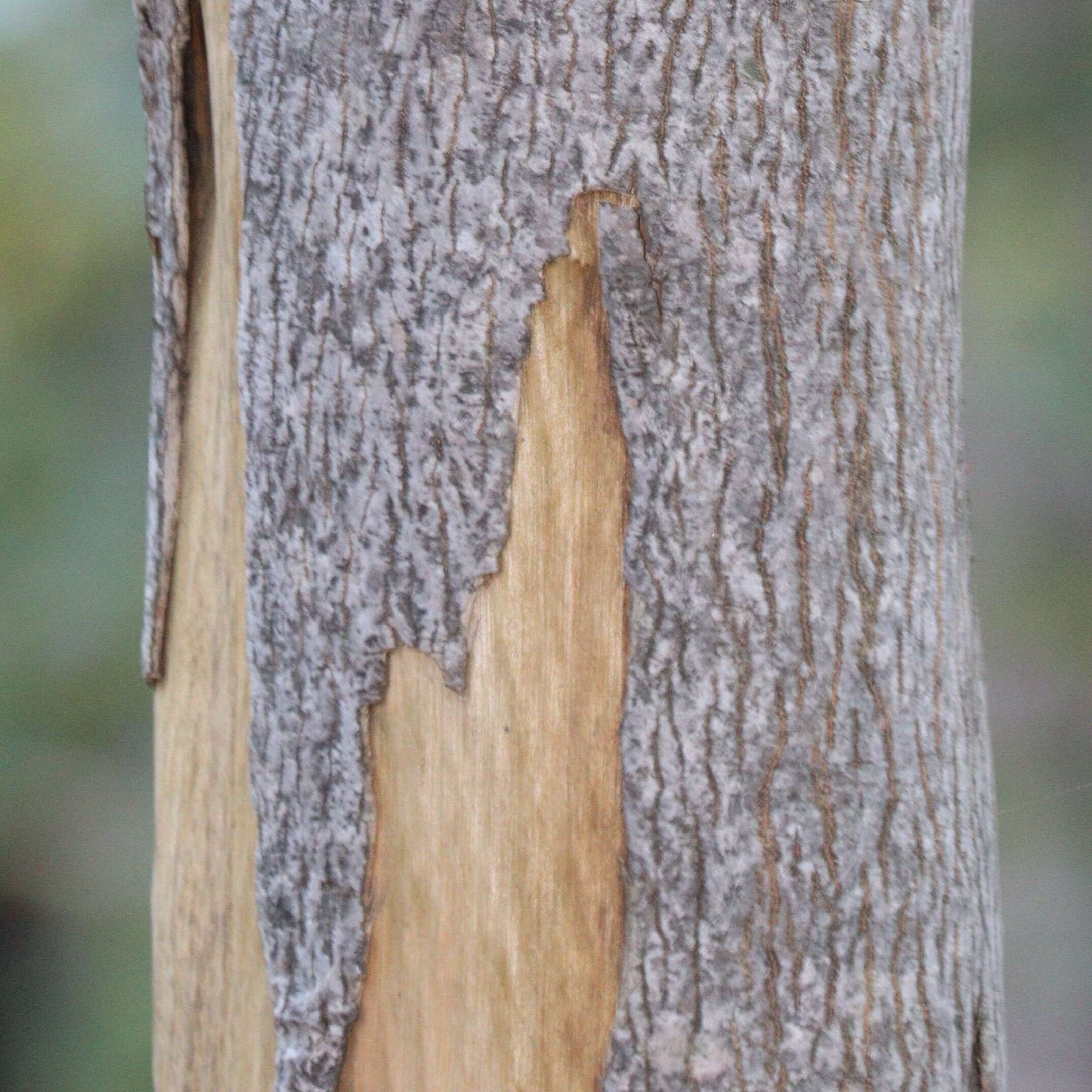 Image of Neoshirakia japonica (Siebold & Zucc.) Esser