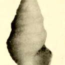 Image of Pleurotomella anceyi (Dautzenberg & H. Fischer 1897)