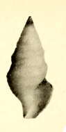 Plancia ëd Pleurotomella anceyi (Dautzenberg & H. Fischer 1897)