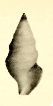 Image of Pleurotomella anceyi (Dautzenberg & H. Fischer 1897)