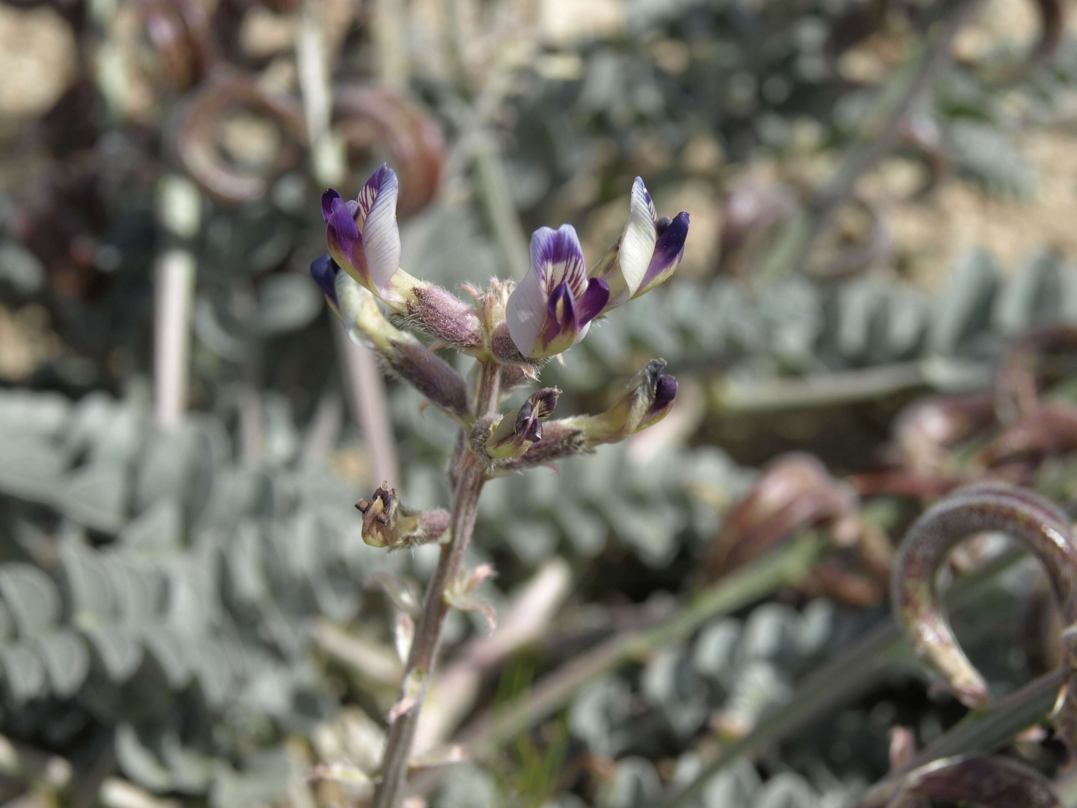 Image of widow's milkvetch