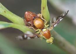 Image of Celery Fly