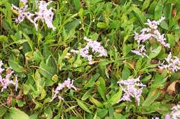 Image of Mediterranean sea lavender