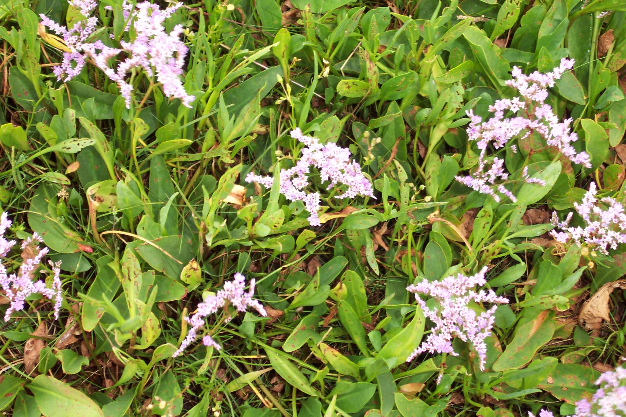 Image of Mediterranean sea lavender