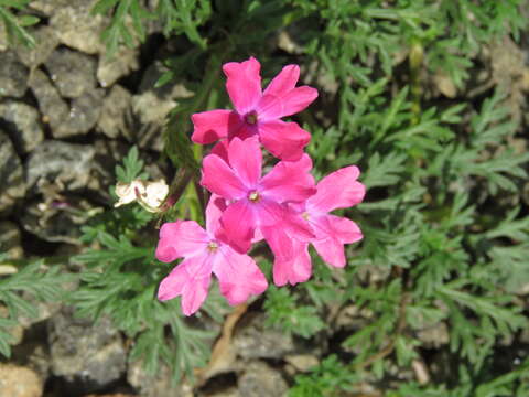 Image of Dakota mock vervain