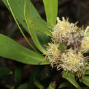 Image of Isopogon attenuatus R. Br.