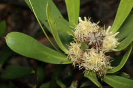 Image of Isopogon attenuatus R. Br.