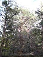 Image of Baker Cypress