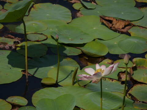 Image of sacred lotus