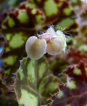 Image of Begonia bowerae Ziesenh.