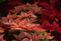 Image of poinsettia