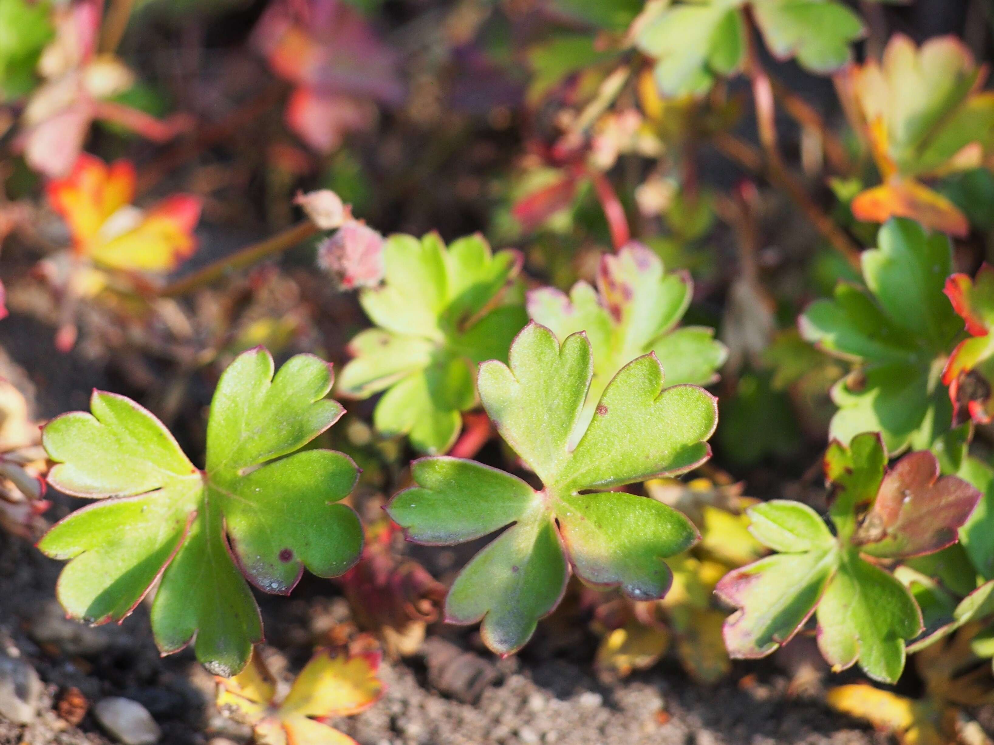 Image of Dalmatian Cranesbill