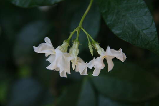 Image of Star-jasmine or Confederate-jasmine