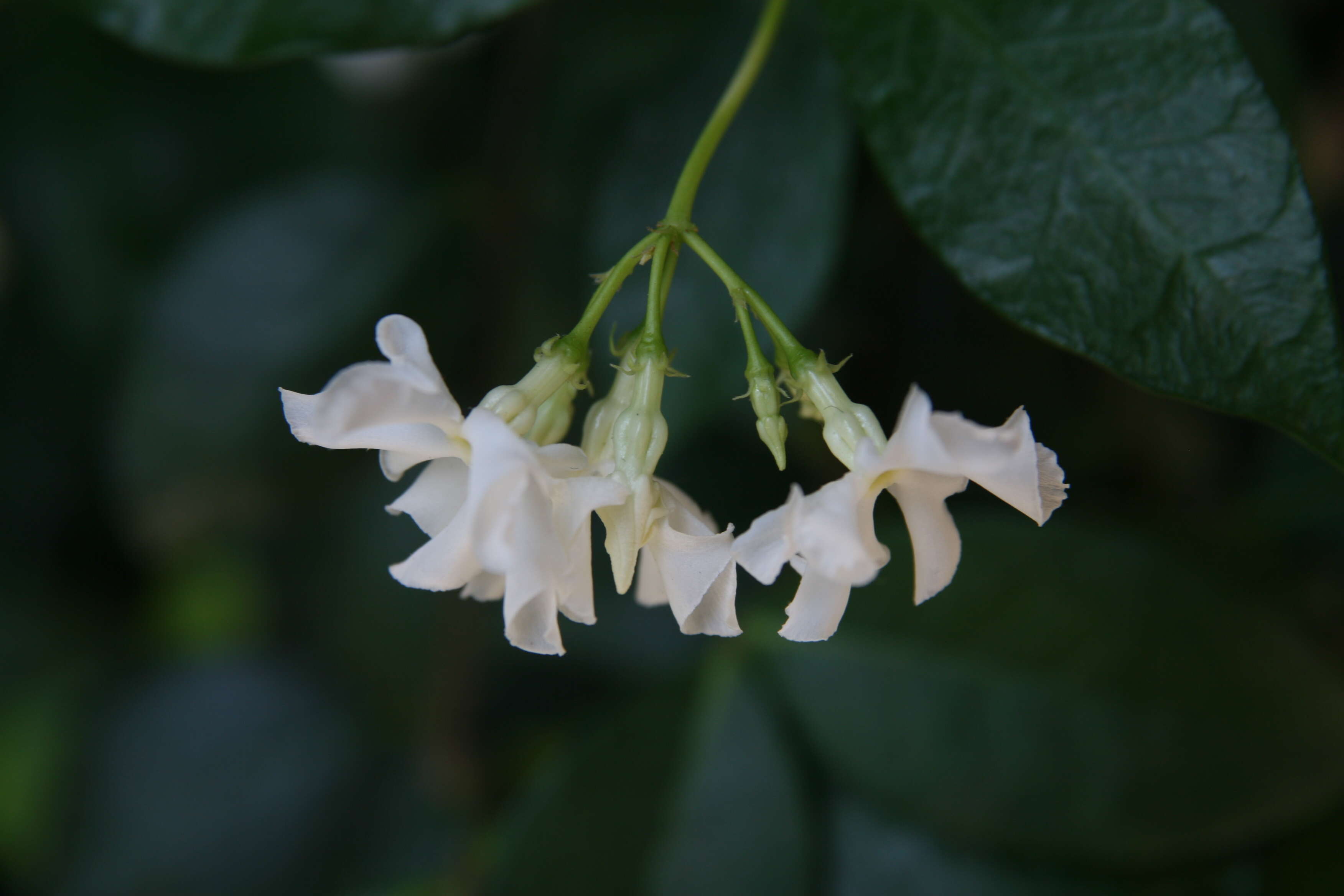 Image of Star-jasmine or Confederate-jasmine