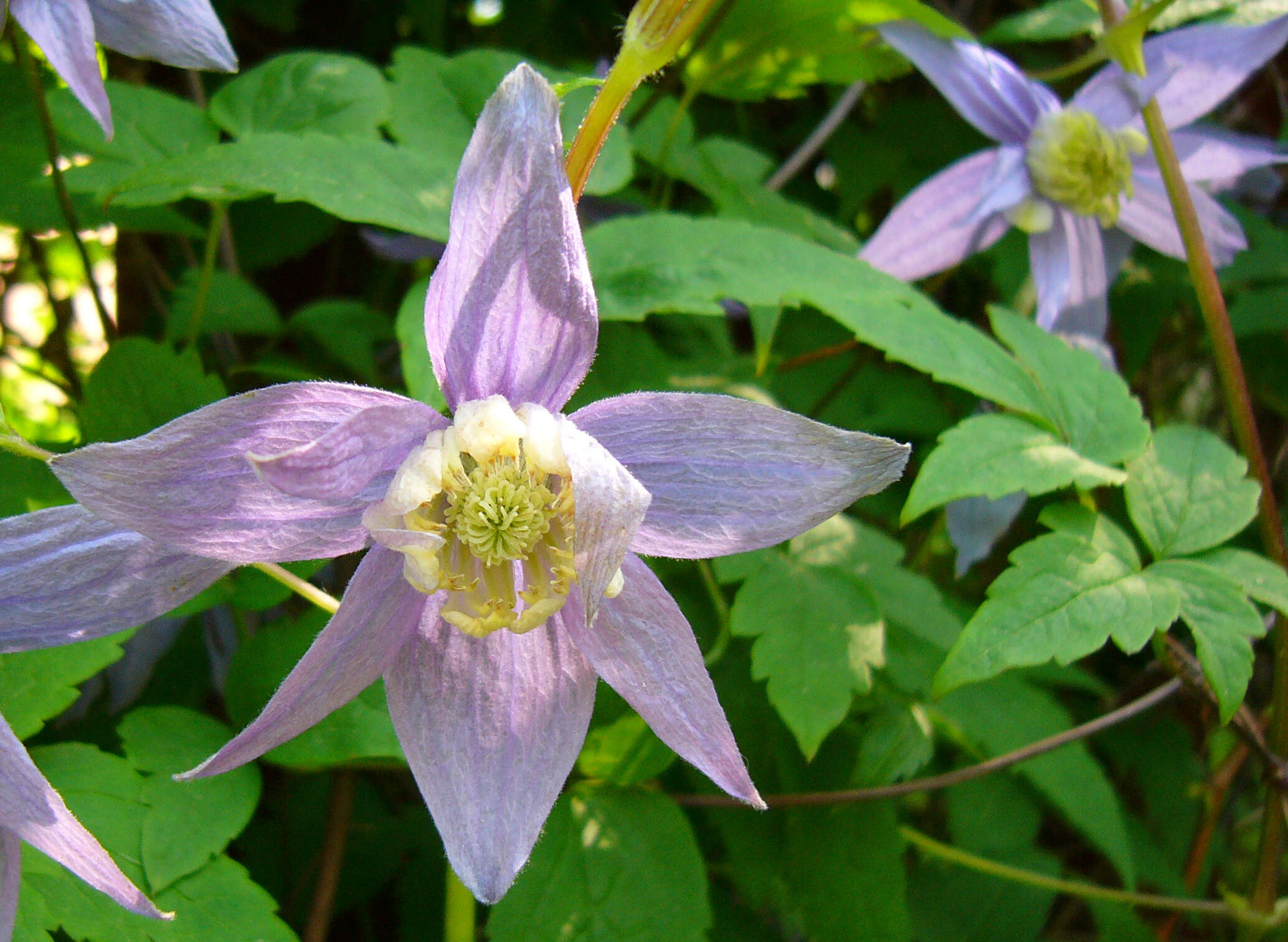 صورة Clematis macropetala Ledeb.