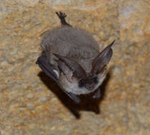 Image of Gray Big-eared Bat