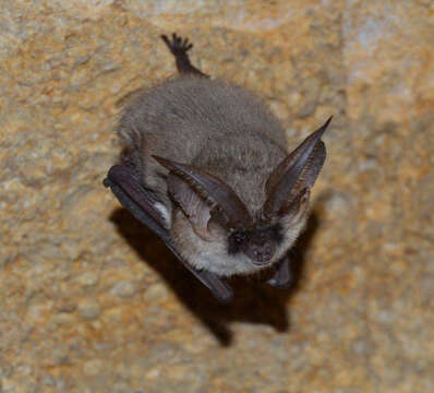 Image of Gray Big-eared Bat