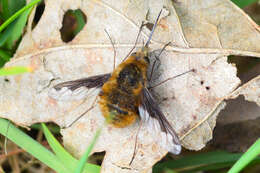 Image of Large bee-fly