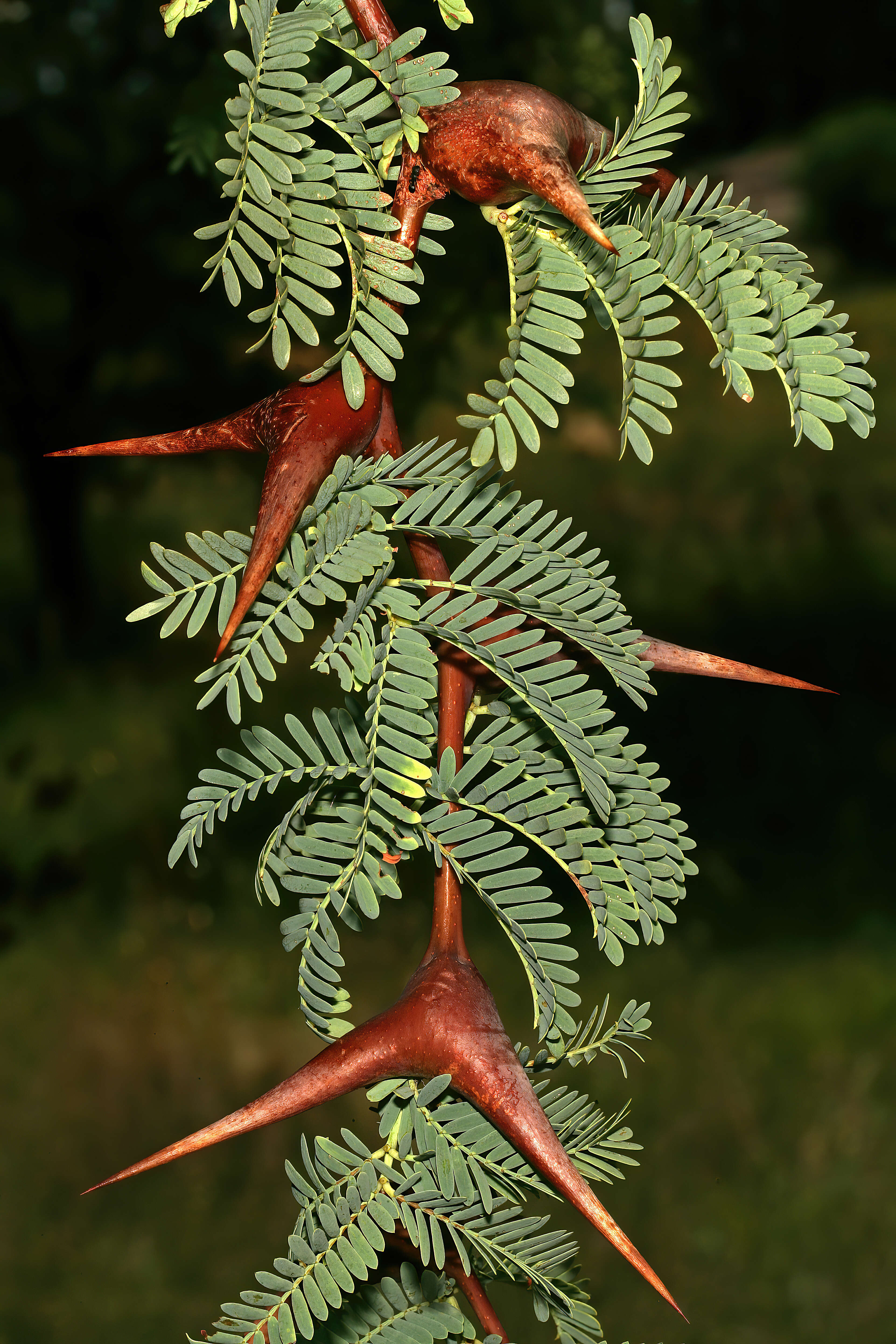 Plancia ëd Vachellia erioloba (E. Mey.) P. J. H. Hurter