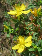 Image of spotted St. Johnswort