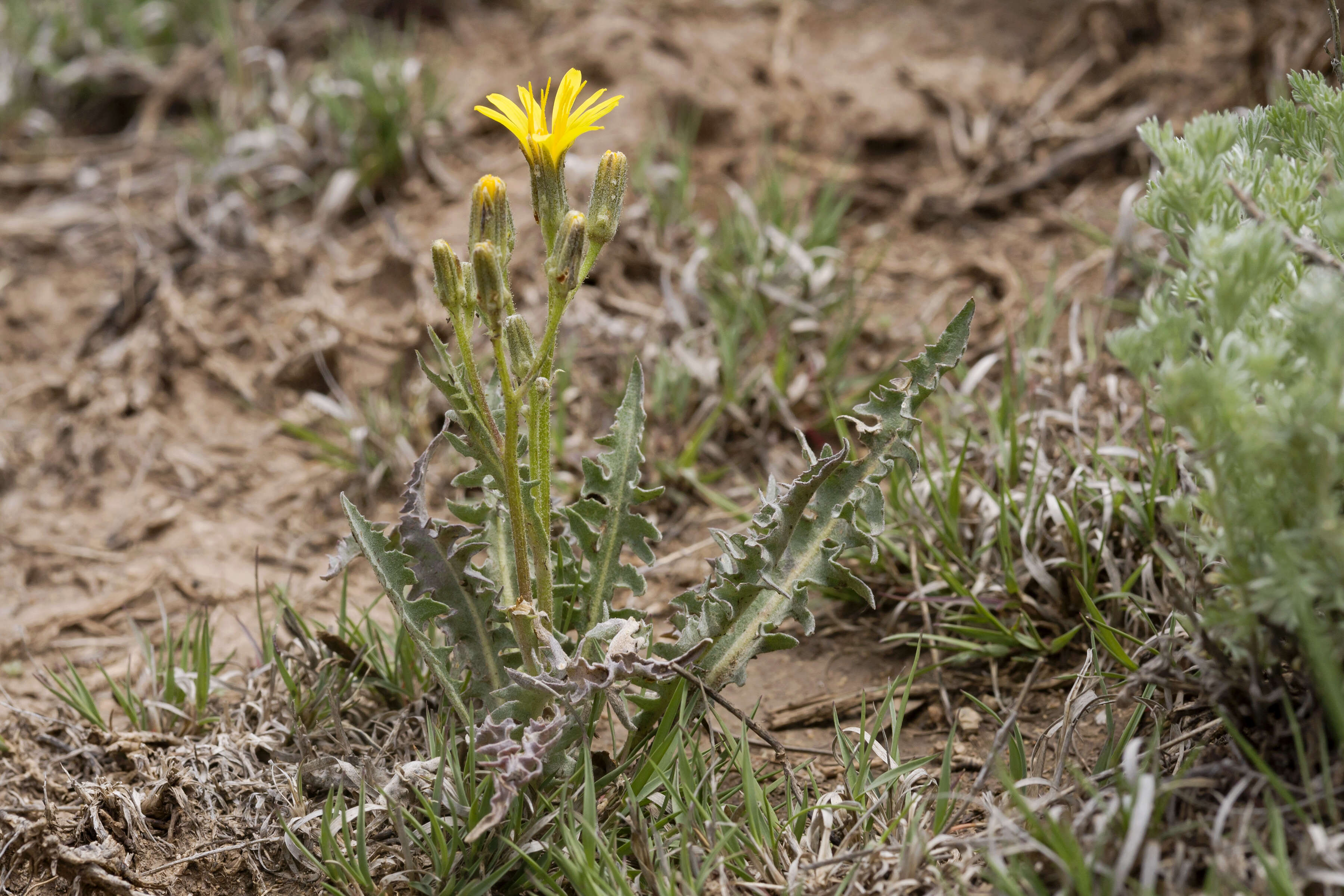 Image of largeflower hawksbeard