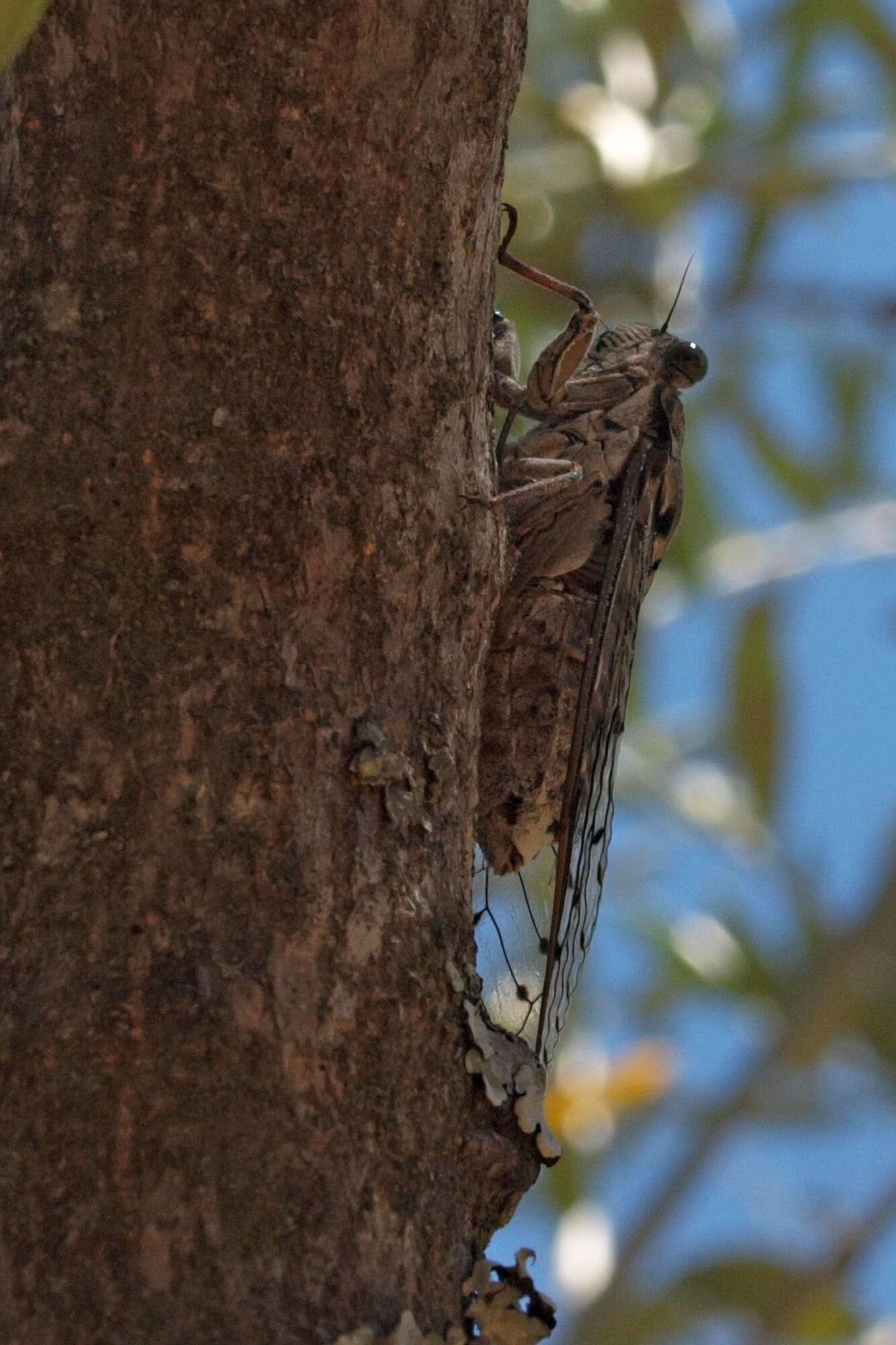 Sivun Cicada barbara (Stal 1866) kuva