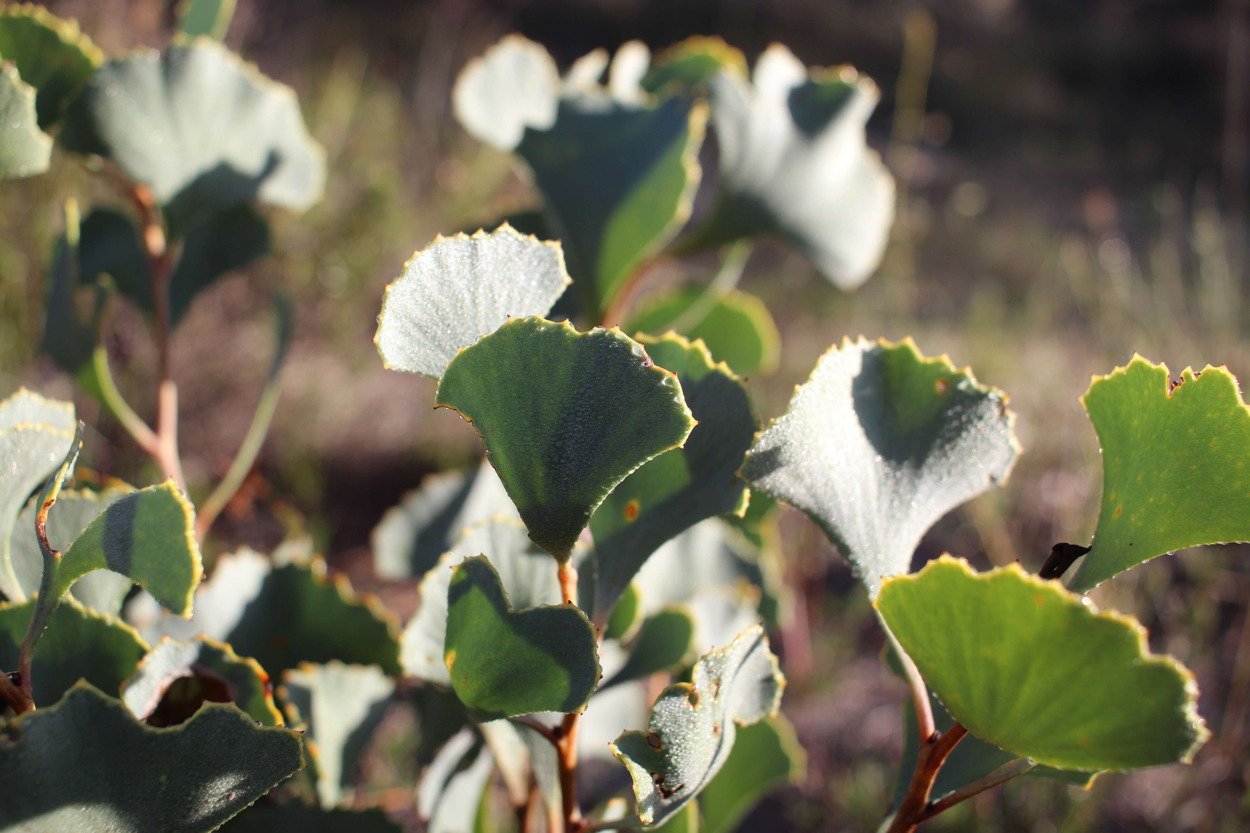 Image de Hakea flabellifolia Meissn.