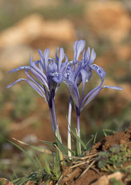 Image of Iris reticulata M. Bieb.