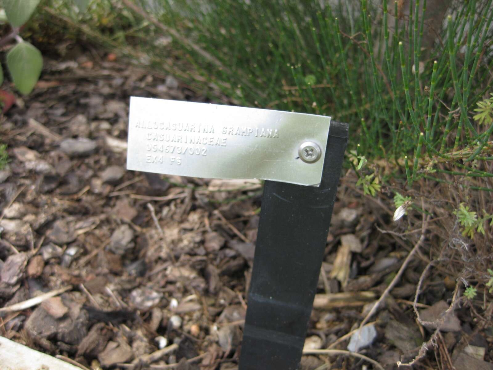 Image of Allocasuarina grampiana L. A. S. Johnson