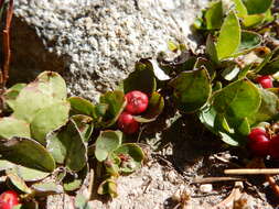 Gaultheria humifusa (R. Grah.) Rydb. resmi