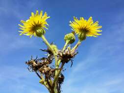 Image of marsh sow-thistle