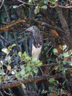 Image de Aigrette tricolore