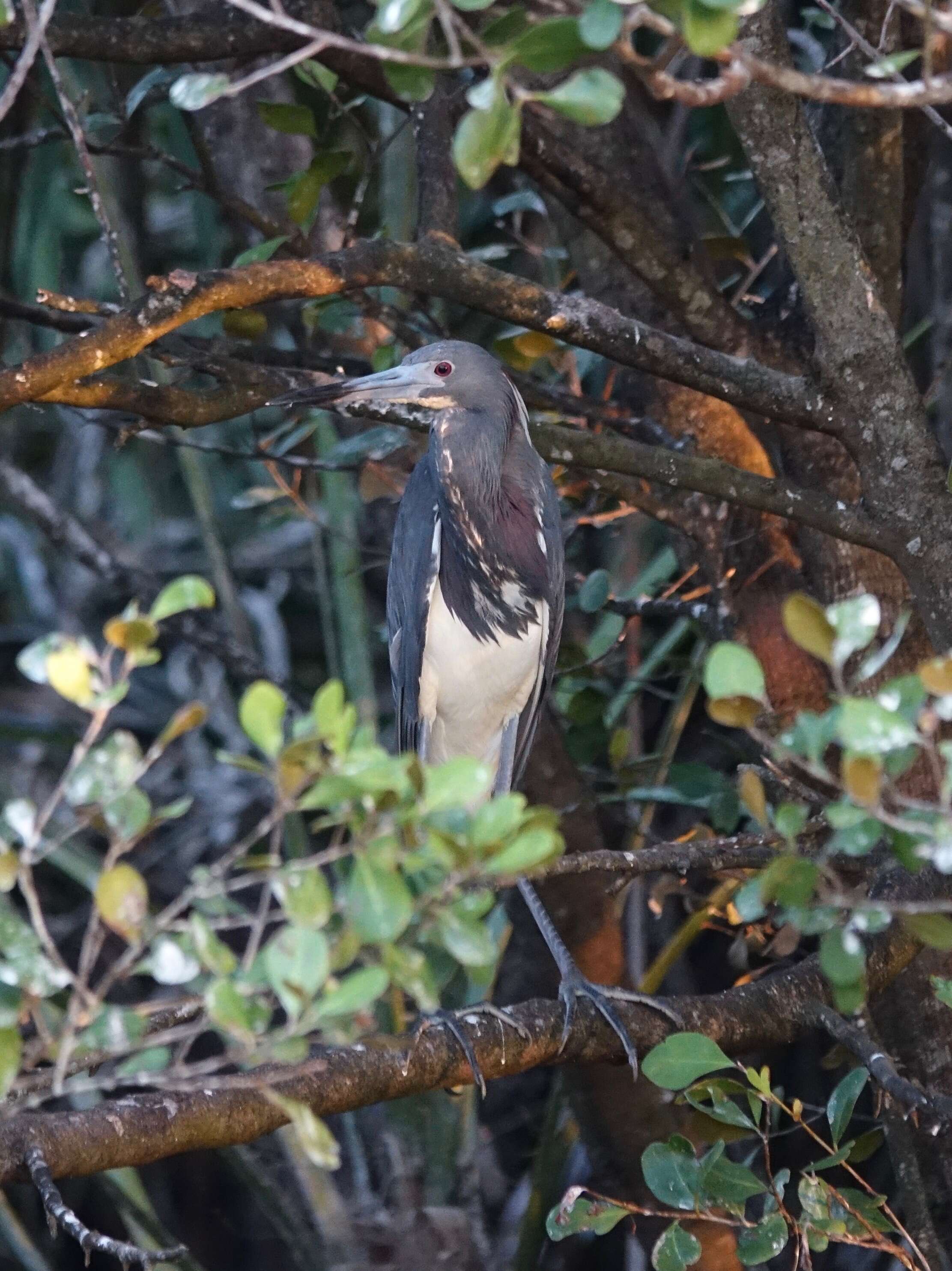 Image de Aigrette tricolore