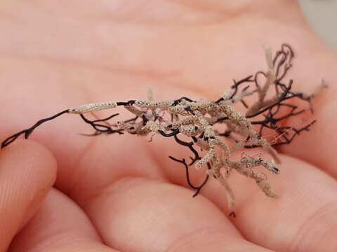 Image of Hairy bryozoan